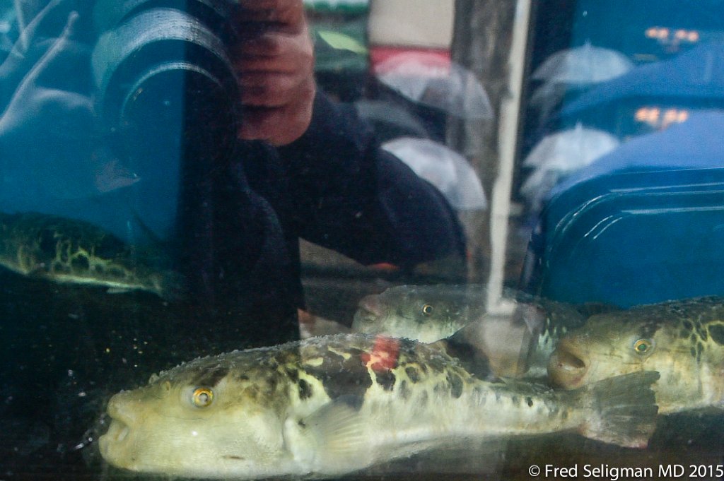 20150309_142047 D4S.jpg - Pufferfish, a poisonous fish, unless filleted correctly. Tokyo